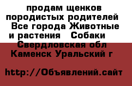 продам щенков породистых родителей - Все города Животные и растения » Собаки   . Свердловская обл.,Каменск-Уральский г.